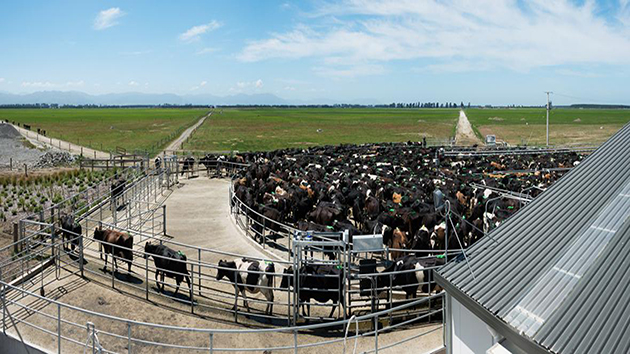 Trang trại công nghệ chăn nuôi bò sữa tại New Zealand